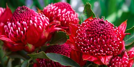 Image of three waratah flowers against green foliage.