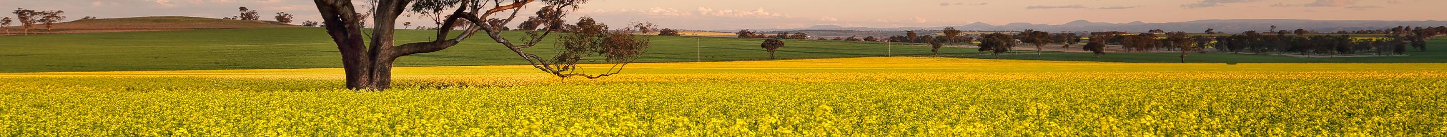 Flowering canola field at dusk